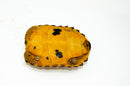 Forstens Tortoise Adult (10-12 inch) (Indotestudo forstenii) Female