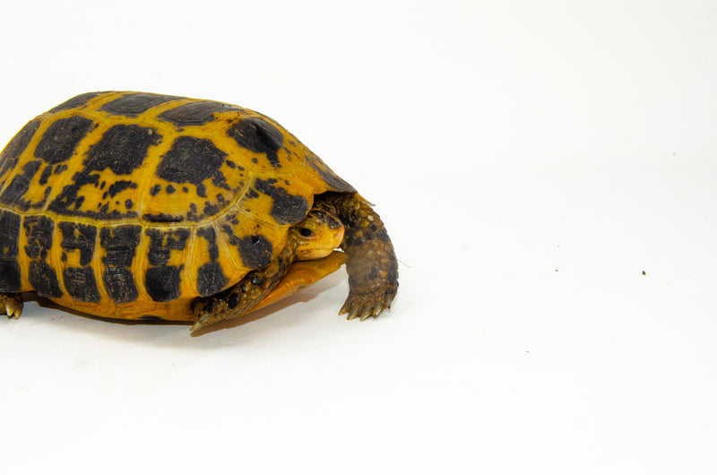 Forstens Tortoise Adult (8-9 inch) (Indotestudo forstenii) Female