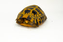Forstens Tortoise Adult (8-9 inch) (Indotestudo forstenii) Female