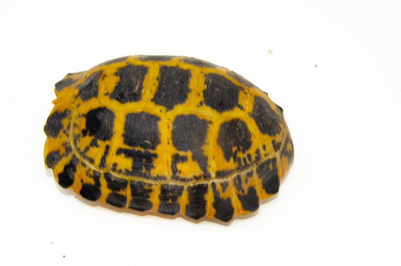 Forstens Tortoise Adult (8-9 inch) (Indotestudo forstenii) Female