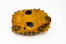 Forstens Tortoise Adult (8-9 inch) (Indotestudo forstenii) Female