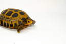 Forstens Tortoise Adult (8-9 inch) (Indotestudo forstenii) Female