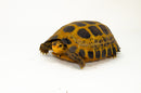 Forstens Tortoise Adult (8-9 inch) (Indotestudo forstenii) Female