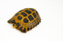 Forstens Tortoise Adult (8-9 inch) (Indotestudo forstenii) Female