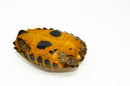 Forstens Tortoise Adult (8-9 inch) (Indotestudo forstenii) Female