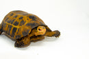 Forstens Tortoise Adult  (Indotestudo forstenii)