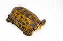 Forstens Tortoise Adult  (Indotestudo forstenii)