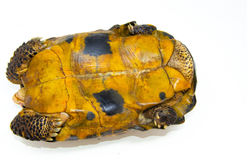 Forstens Tortoise Adult  (Indotestudo forstenii)