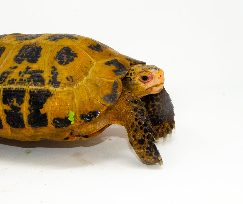 Forstens Tortoise Adult (10-12 inch) (Indotestudo forstenii) Male