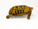 Forstens Tortoise Adult (10-12 inch) (Indotestudo forstenii) Male
