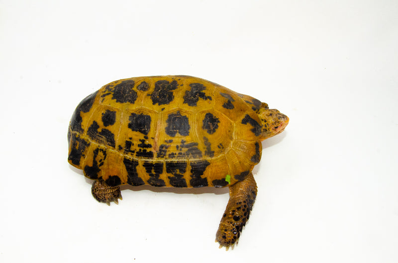 Forstens Tortoise Adult (10-12 inch) (Indotestudo forstenii) Male