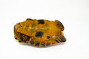 Forstens Tortoise Adult (10-12 inch) (Indotestudo forstenii) Male