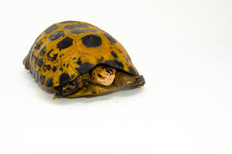 Forstens Tortoise Adult (8-9 inch) (Indotestudo forstenii) Male