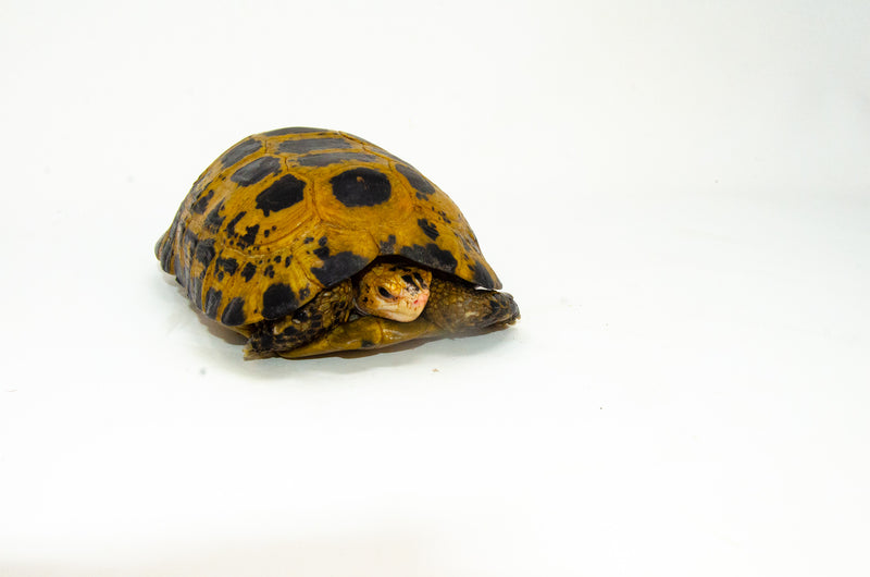Forstens Tortoise Adult (8-9 inch) (Indotestudo forstenii) Male
