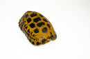 Forstens Tortoise Adult (8-9 inch) (Indotestudo forstenii) Male