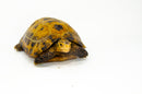 Forstens Tortoise Adult (8-9 inch) (Indotestudo forstenii) Male
