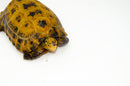 Forstens Tortoise Adult (8-9 inch) (Indotestudo forstenii) Male