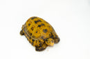 Forstens Tortoise Adult (8-9 inch) (Indotestudo forstenii) Male