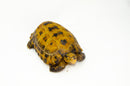 Forstens Tortoise Adult (8-9 inch) (Indotestudo forstenii) Male