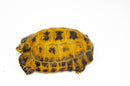 Forstens Tortoise Adult (8-9 inch) (Indotestudo forstenii) Male