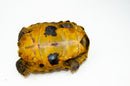 Forstens Tortoise Adult (8-9 inch) (Indotestudo forstenii) Male
