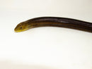 European Giant Legless lizards (Ophisaurus apodus thraceus)