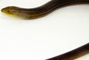 European Giant Legless lizards (Ophisaurus apodus thraceus)