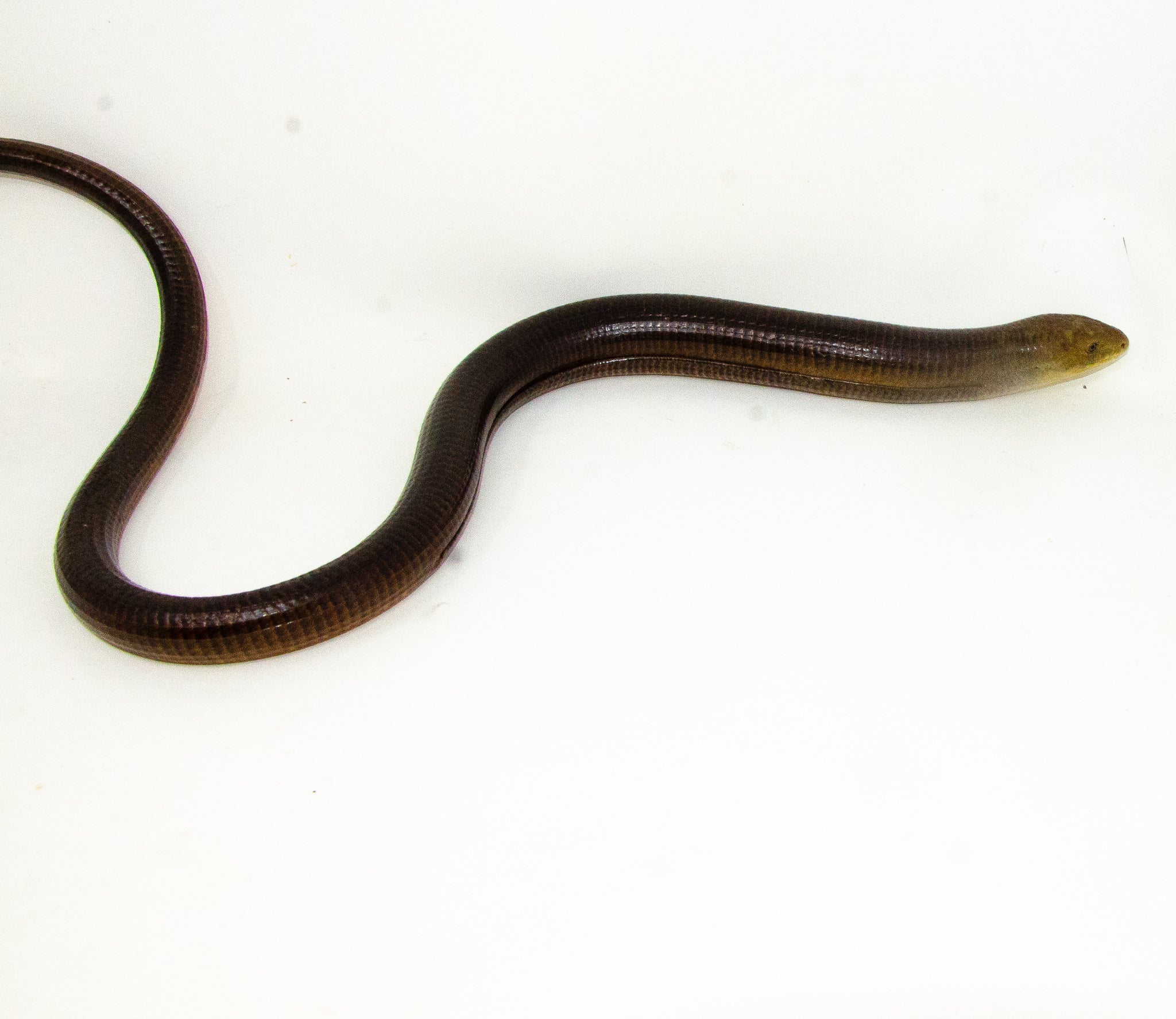 European Giant Legless lizards (Ophisaurus apodus thraceus)