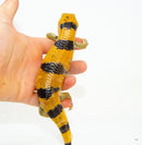 Peters Banded Skink (Scincopus fasciatus)