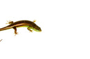 Indonesian Emerald Tree Skink (Dasia olivacea)