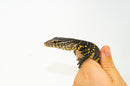 Ornate Monitor Babies (Varanus ornatus)