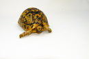 Libyan Greek Tortoise Pair (Testudo g. cyrenaica) (6-7 inch) -