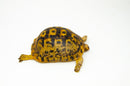 Libyan Greek Tortoise Pair (Testudo g. cyrenaica) (6-7 inch) -