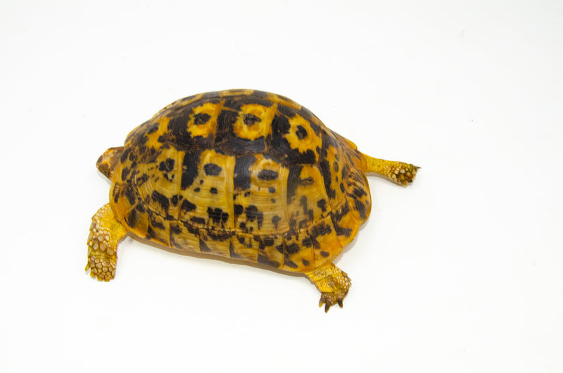 Libyan Greek Tortoise Pair (Testudo g. cyrenaica) (6-7 inch) -
