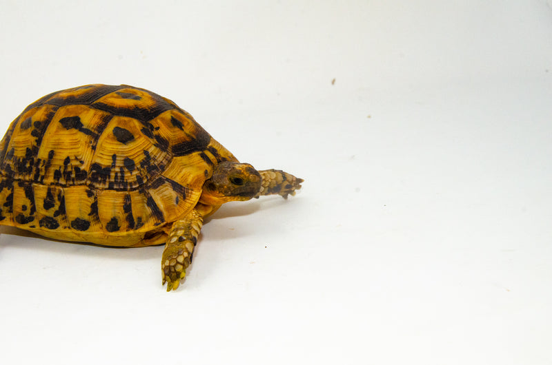 Libyan Greek Tortoise Pair (Testudo g. cyrenaica) (6-7 inch) -