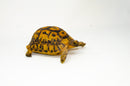 Libyan Greek Tortoise Pair (Testudo g. cyrenaica) (6-7 inch) -