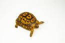 Libyan Greek Tortoise Pair (Testudo g. cyrenaica) (6-7 inch) -