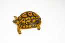 Libyan Greek Tortoise Pair (Testudo g. cyrenaica) (6-7 inch) -