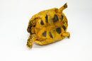 Libyan Greek Tortoise Pair (Testudo g. cyrenaica) (6-7 inch) -