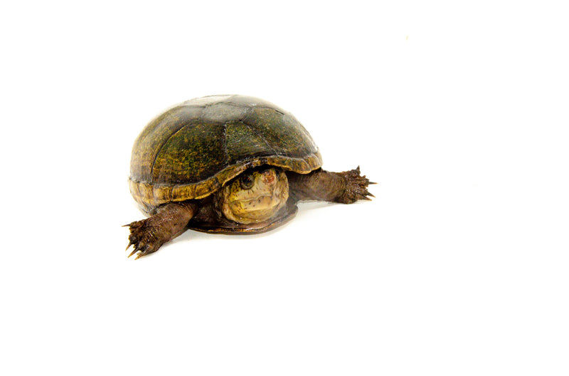 Florida Mud Turtle Adult Female (Kinosternon steindachneri) -