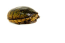 Florida Mud Turtle Adult Female (Kinosternon steindachneri) -