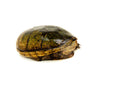 Florida Mud Turtle Adult Female (Kinosternon steindachneri) -