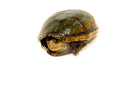 Florida Mud Turtle Adult Female (Kinosternon steindachneri) -