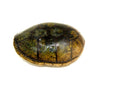 Florida Mud Turtle Adult Female (Kinosternon steindachneri) -