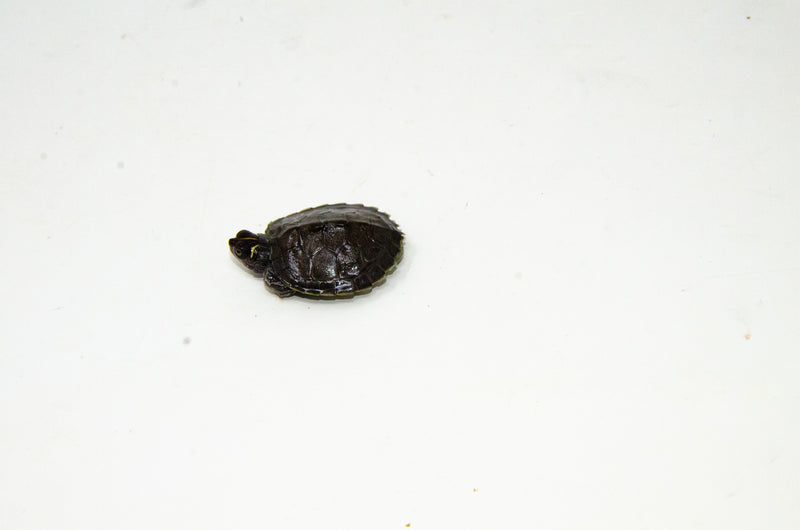 Charcoal Mississippi Map Turtle Baby  (Graptemys pseudogeographica)