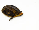 Twist-necked Turtle Baby (Phrynops platycephala)