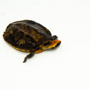 Twist-necked Turtle Baby (Phrynops platycephala)