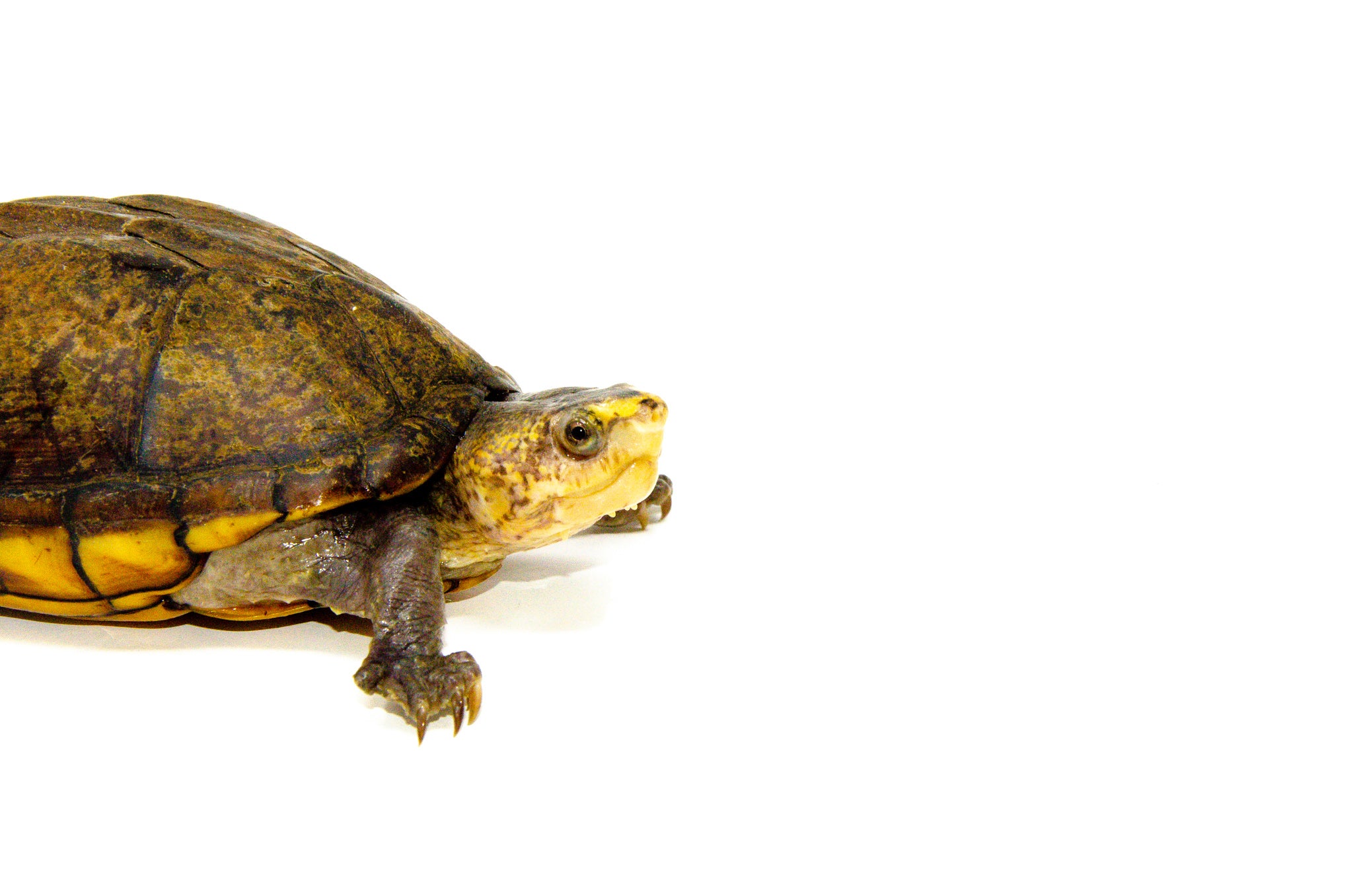 Scorpion Mud Turtle For Sale | American Reptile Distributors