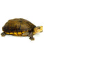 Scorpion Mud Turtle Adult  (Kinosternon scorpioides)