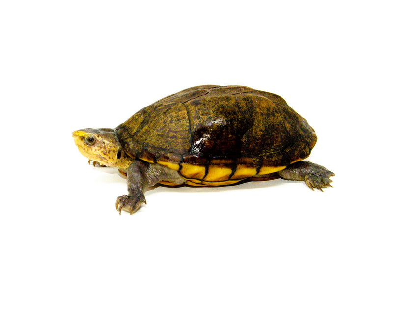 Scorpion Mud Turtle Adult  (Kinosternon scorpioides)